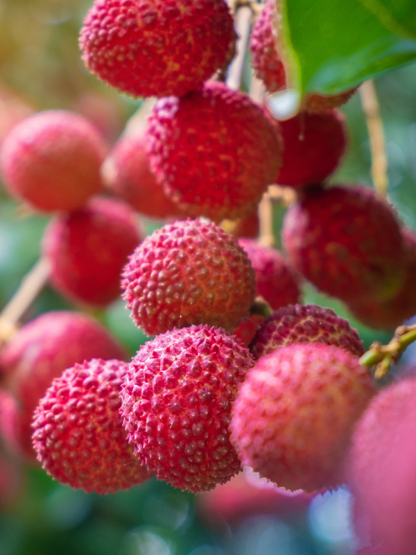 Lychee Imports Tall